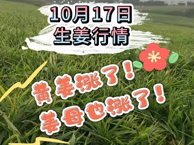 10月17日 生姜價格行情（黃姜漲！姜母也漲！） ()