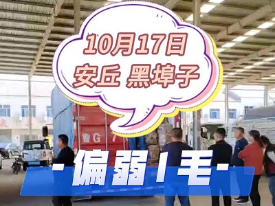 10月17日 安丘黑埠子市場（偏弱1毛） ()