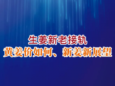 老石說姜：生姜新老接軌 黃姜價如何 新姜新展望 ()