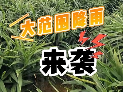 10月18日 生姜價格行情（大范圍降雨來襲） ()