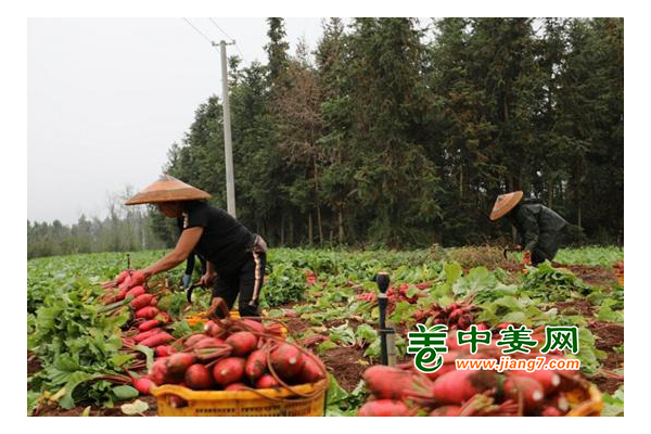 湖南新田：蔬菜種上山 增產又增效 ()