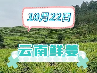 10月22日 生姜價格行情（云南鮮姜） ()