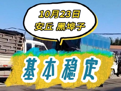 10月23日 安丘黑埠子（基本穩定） ()