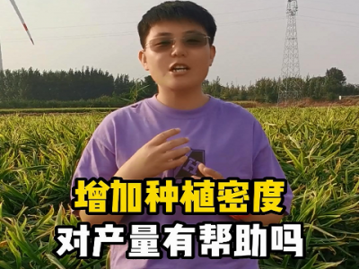 增加種植密度對產量有幫助嗎？ ()