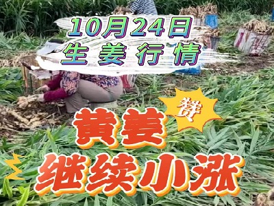 10月24日 生姜價格行情（黃姜繼續小漲） ()