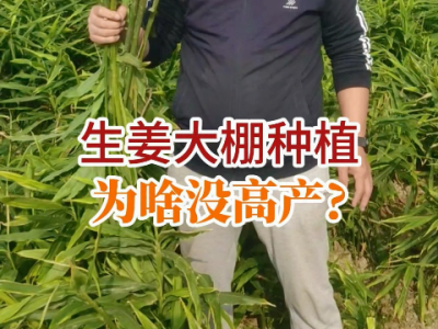 大棚種植生姜為啥沒高產？ ()