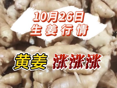 10月26日 生姜價格行情（黃姜漲漲漲） ()