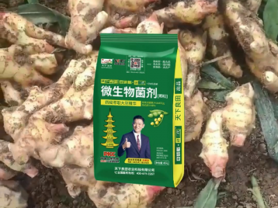 河南姜友大豐收 對天下良田·研二代·豆磷脂微生物菌劑贊不絕口 ()