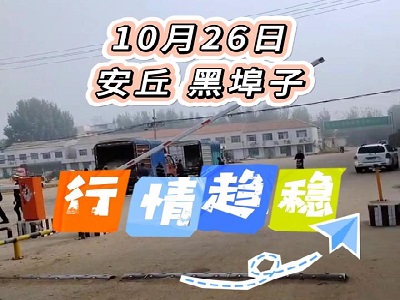 10月26日 安丘黑埠子（行情趨穩） ()