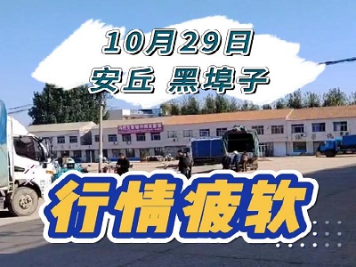 10月29日 安丘黑埠子（行情疲軟） ()