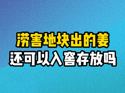 受澇害的姜還可以入窖存放嗎？ ()