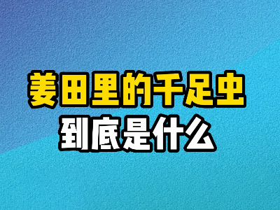 姜田里的干足蟲到底是什么？ ()