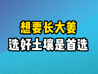 想要長大姜選好土壤是首選 ()