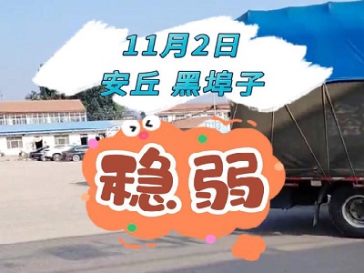 11月2日 安丘黑埠子（穩弱） ()