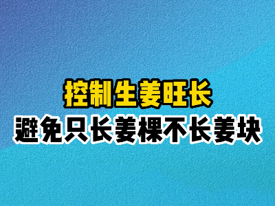 控制生姜旺長避免只長姜棵不長姜塊 ()