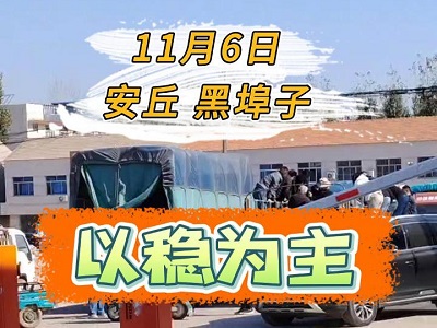 11月6日 安丘黑埠子（以穩為主） ()