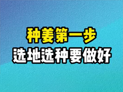 種姜第一步--選地選種要做好 ()