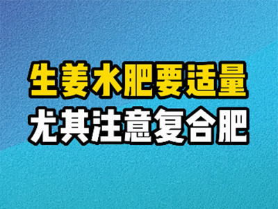 生姜水肥要適量 尤其注意復合肥 ()