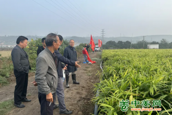 陜西測產：中姜網生姜基地走進陜西 ()