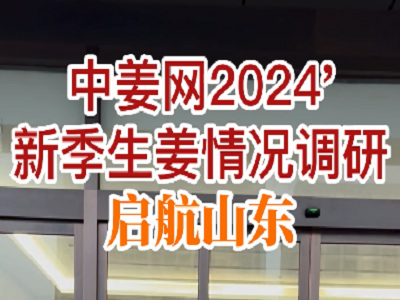 中姜網2024'新季生姜情況調研啟航山東 ()