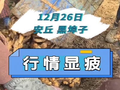 12月26日 安丘黑埠子（行情顯疲） ()