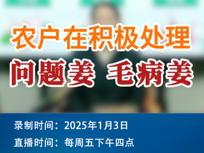 農情漫談：農戶在積極處理問題姜、毛病姜！ ()